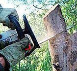 Best Stump Grinding and Removal  in Minoa, NY