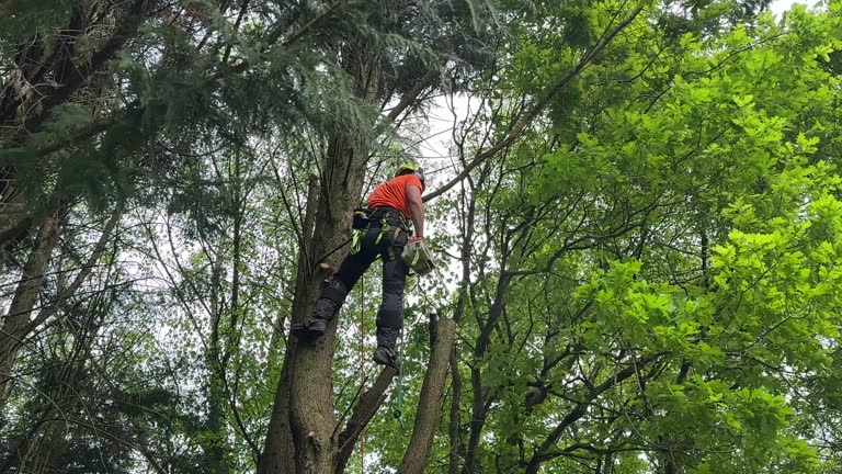 Best Tree Cabling and Bracing  in Minoa, NY