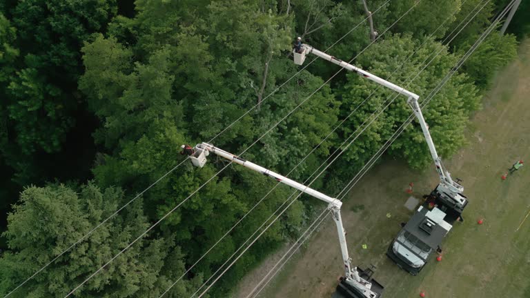 Best Tree Preservation Services  in Minoa, NY
