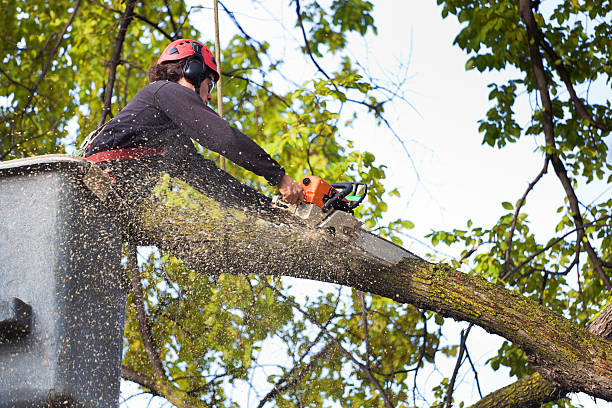 Best Emergency Tree Removal  in Minoa, NY